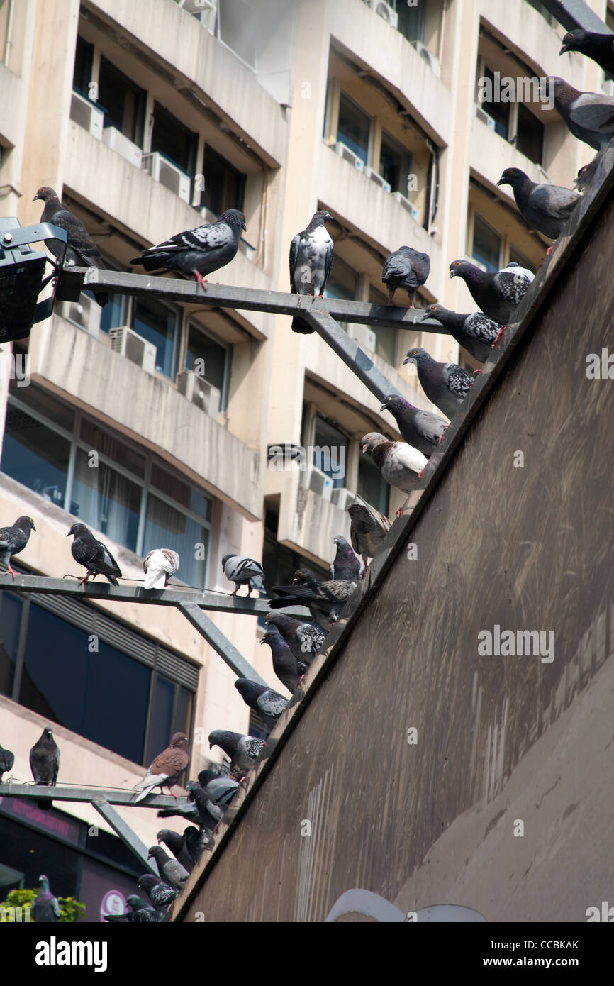 Row of pigeons perched on a wall next to an apartment building, Kowloon