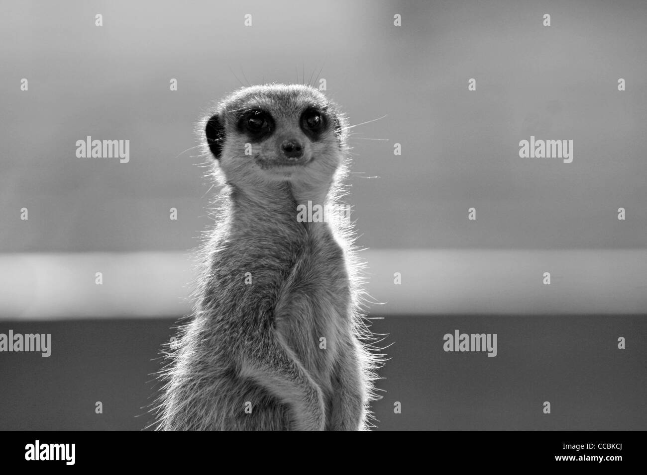 cheeky meerkat Stock Photo