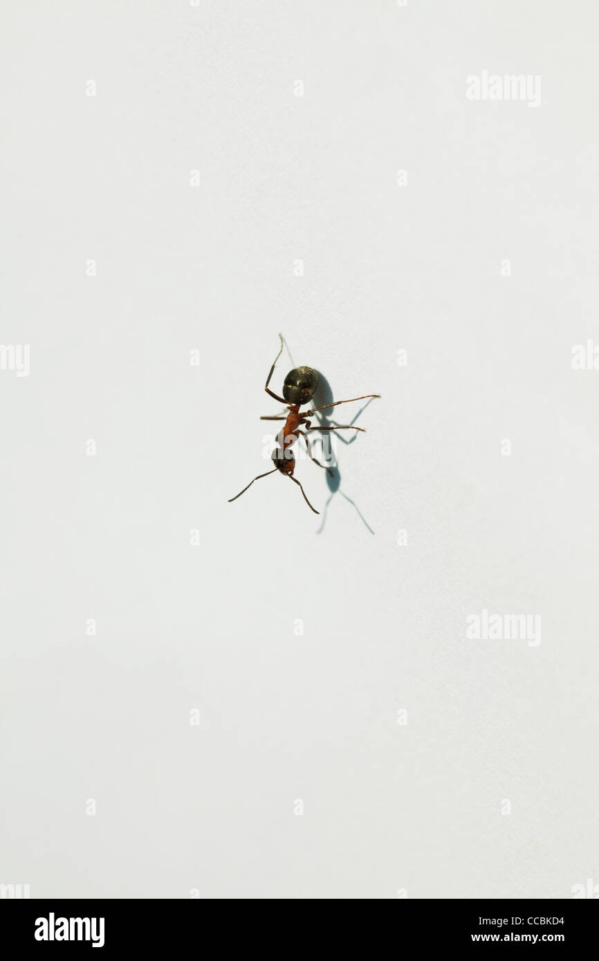 Ant on white background Stock Photo - Alamy