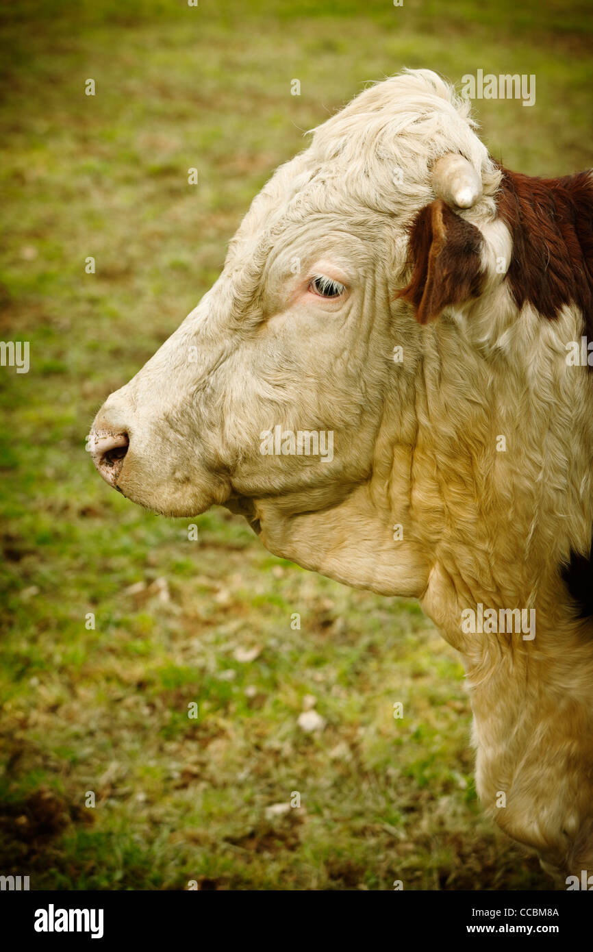 Cow in profile Stock Photo