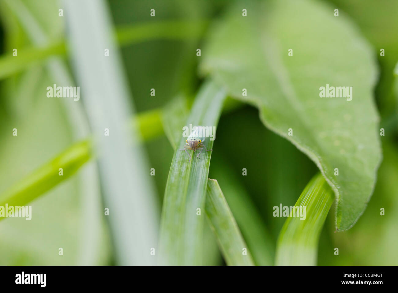 Insect on blade of grass Stock Photo Alamy