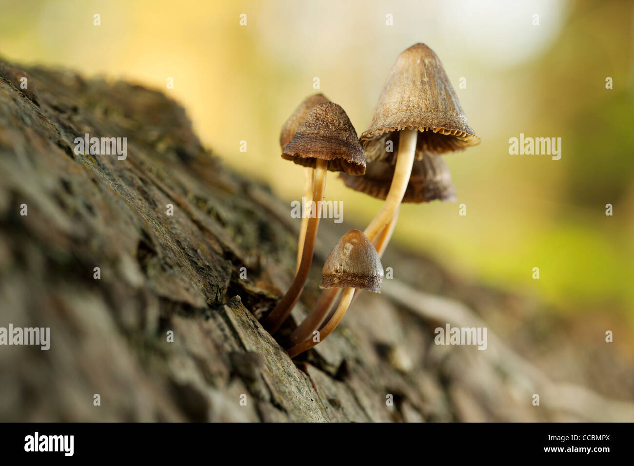 Mushrooms growing on tree trunk, closeup Stock Photo Alamy