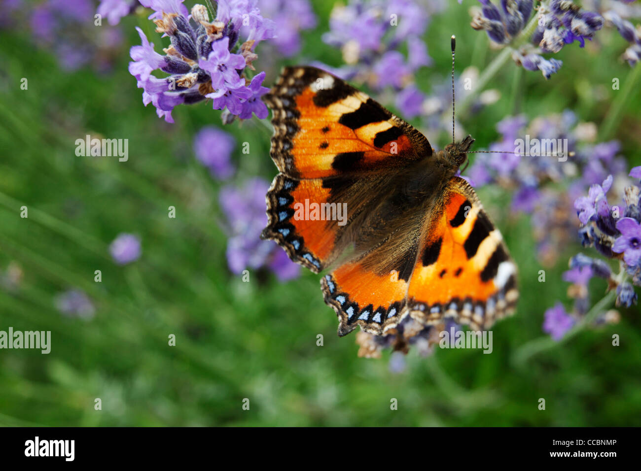 Small Tortoiseshell butterfly (Aglais urticae) on lavender Stock Photo