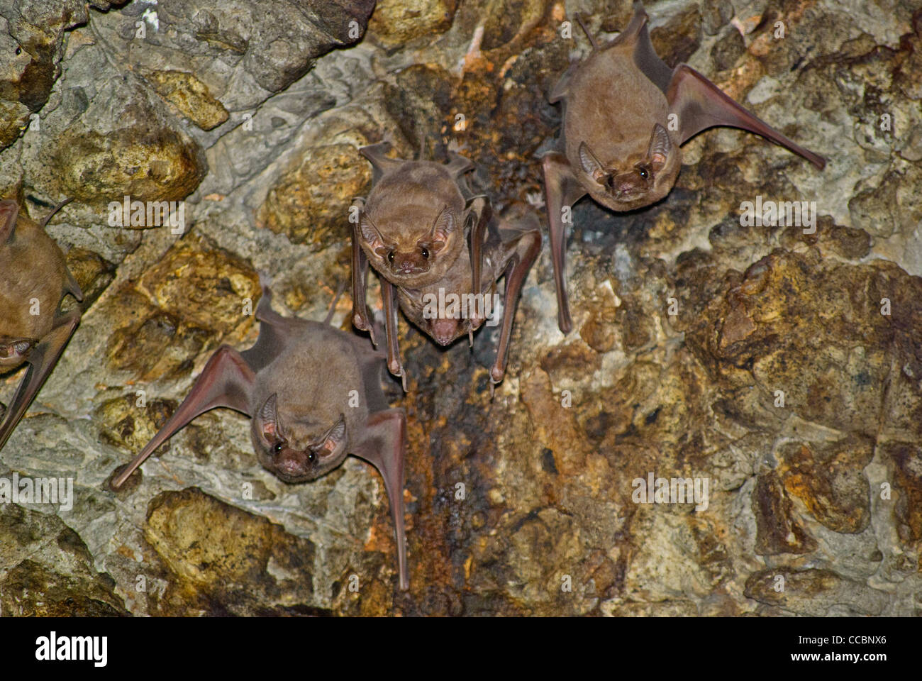 Black-bearded Tomb Bats in a cave of a temple called Wat Khao Chong Phran, Ratchaburi, Thailand Stock Photo
