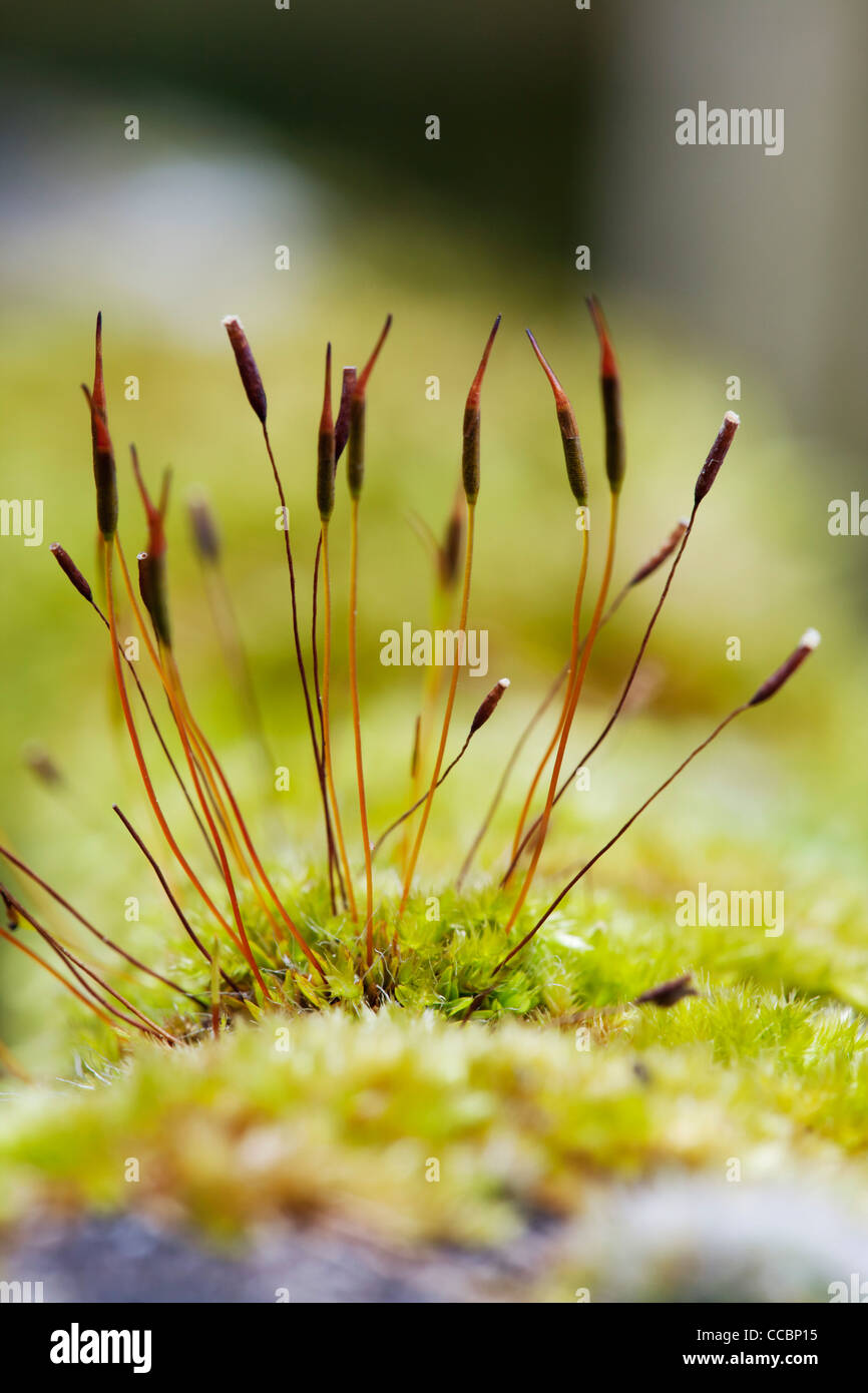 Hair cap moss polytrichum hires stock photography and images Alamy
