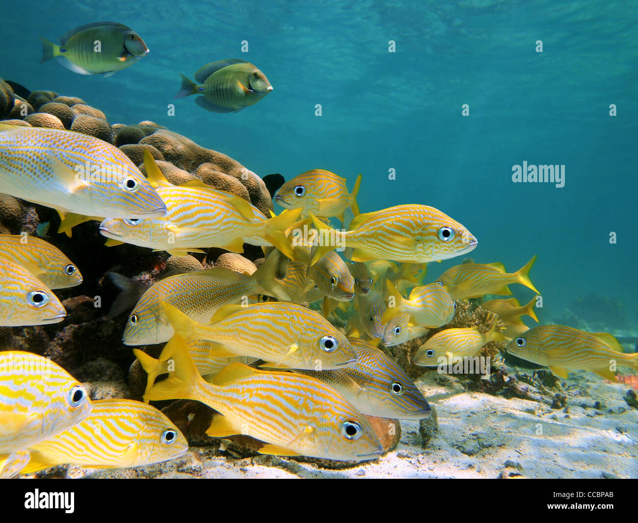 Grunt fish shoal with surgeonfish underwater sea on a shallow seabed, Caribbean sea Stock Photo