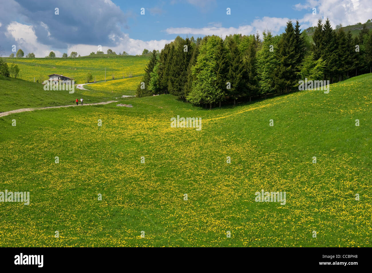 wood and meadows with dandelion flowers, farno mountain, italy Stock Photo