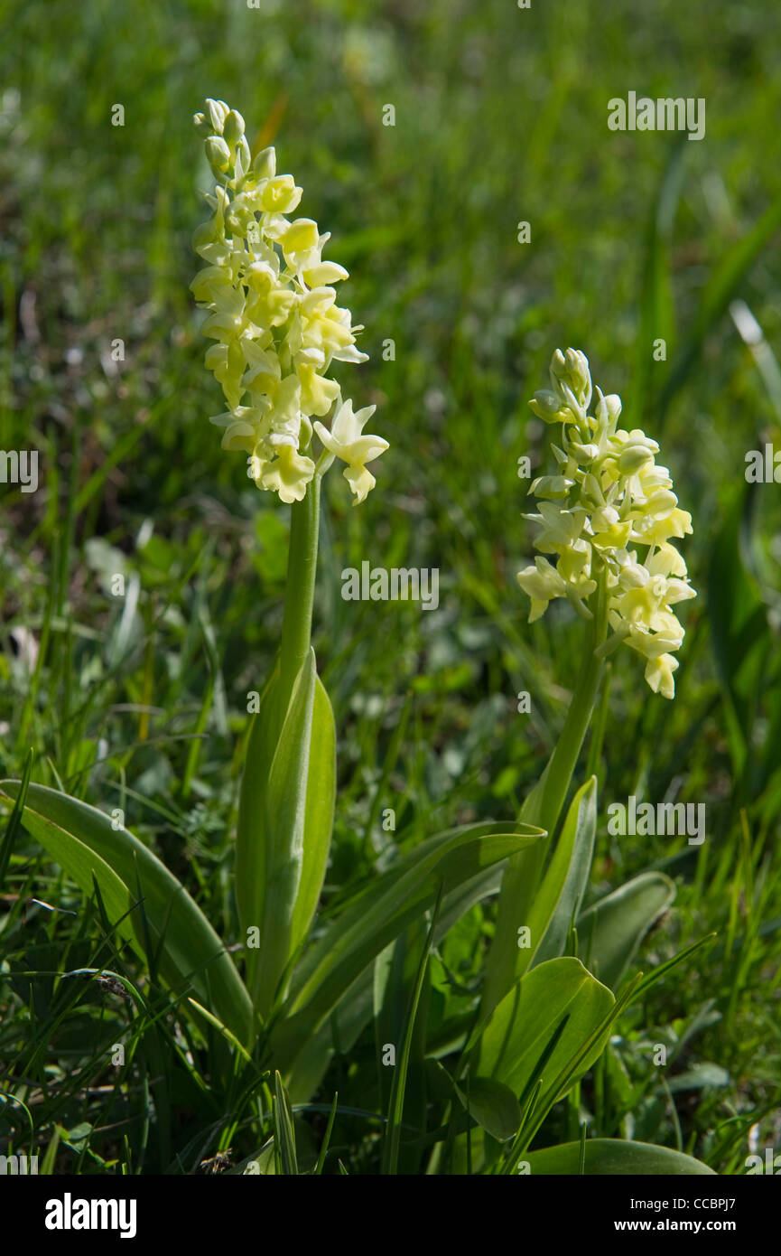 orchis pallens flowers, farno mountain, italy Stock Photo