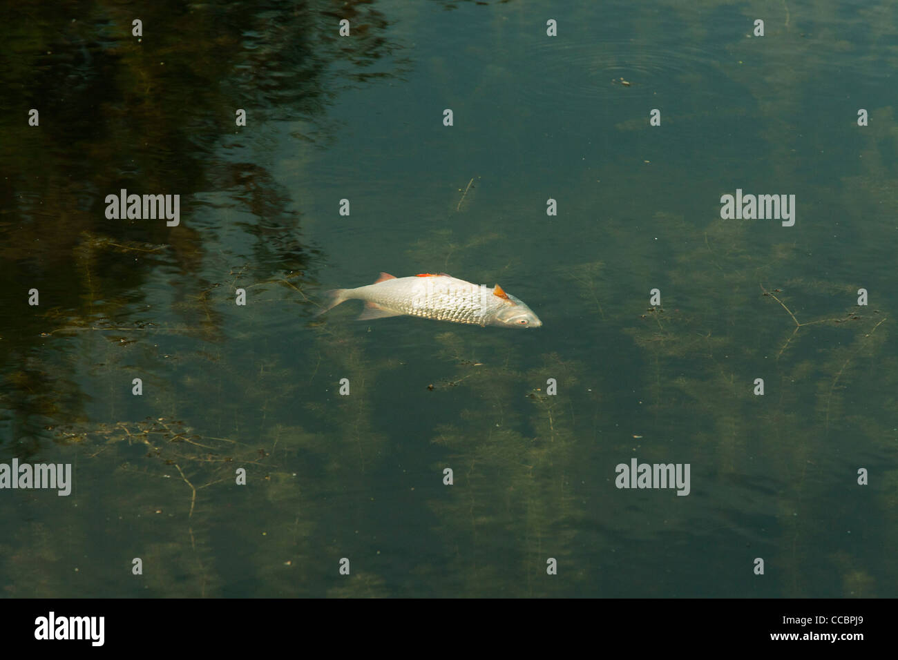 Dead fish floating in pond Stock Photo Alamy
