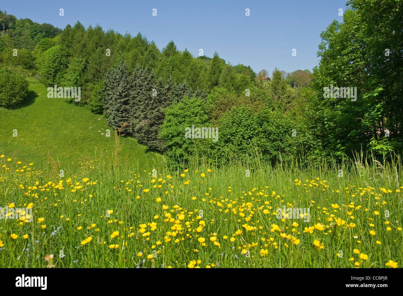 mixed wood and meadow, gaverina, italy Stock Photo
