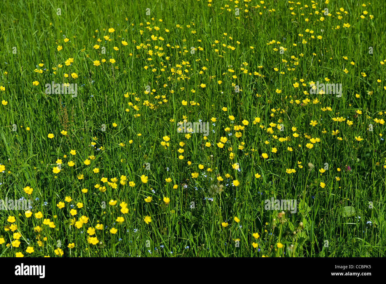 buttercop flowers, gaverina, italy Stock Photo