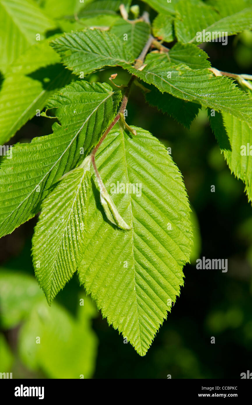 ostrya carpinifolia leaves, gaverina, italy Stock Photo