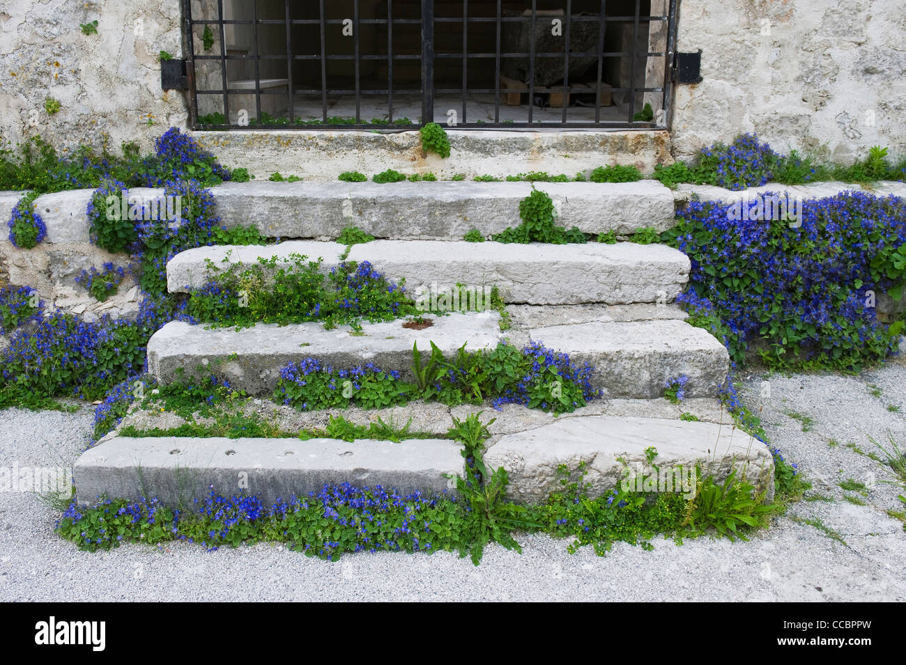 stairs and campanula istriaca flowers, plomin fianona, croatia Stock Photo