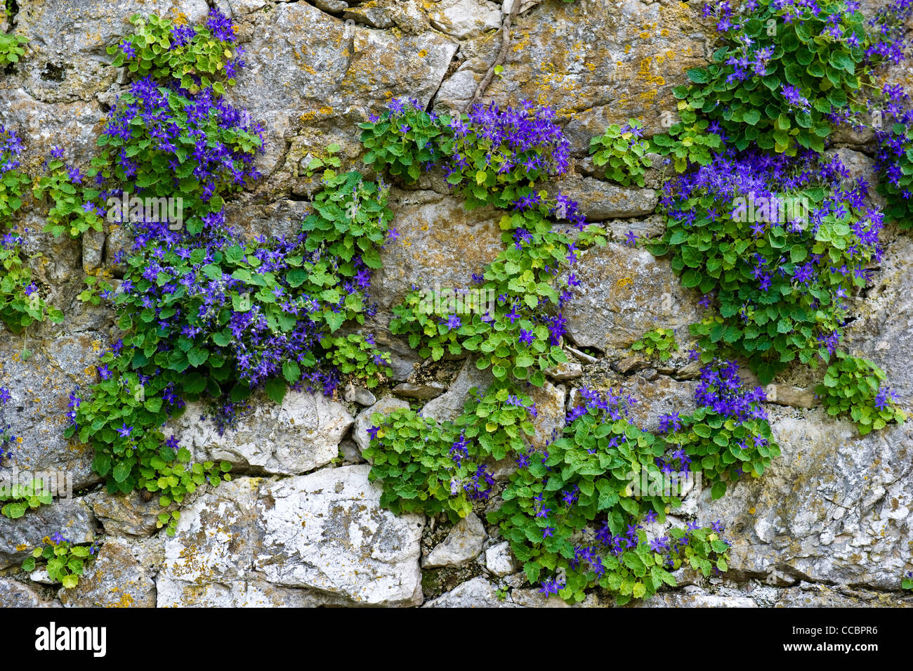 campanula istriaca flowers, plomin fianona, croatia Stock Photo