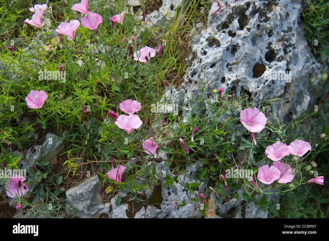 convolvulus elegantissimus flowers, cres island, croatia Stock Photo