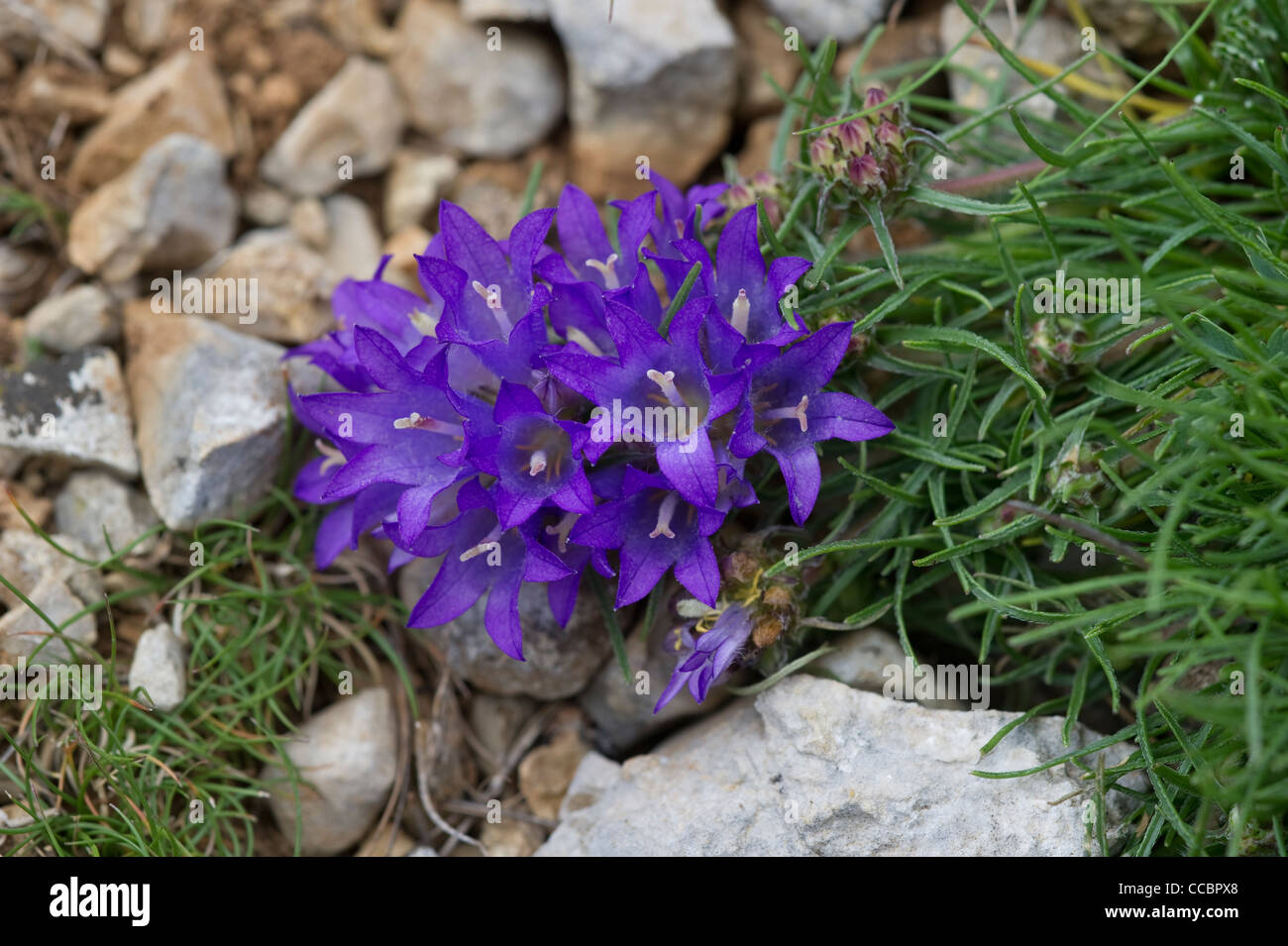 edraianthus tenuifolius flowers, cres island, croatia Stock Photo