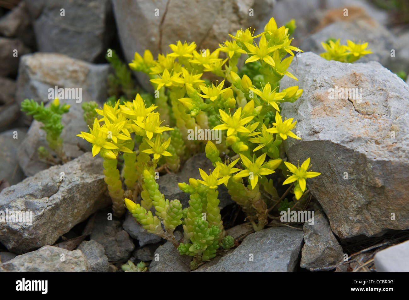 sedum acre flowers, cres island, croatia Stock Photo