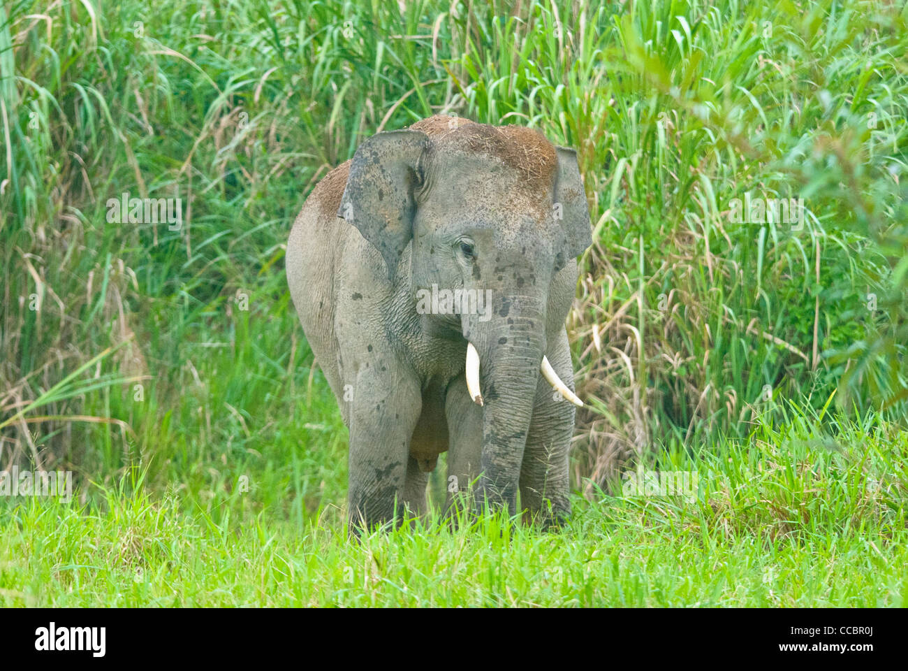 Wild elephants can be easily seen in Kuiburi National Park Stock Photo