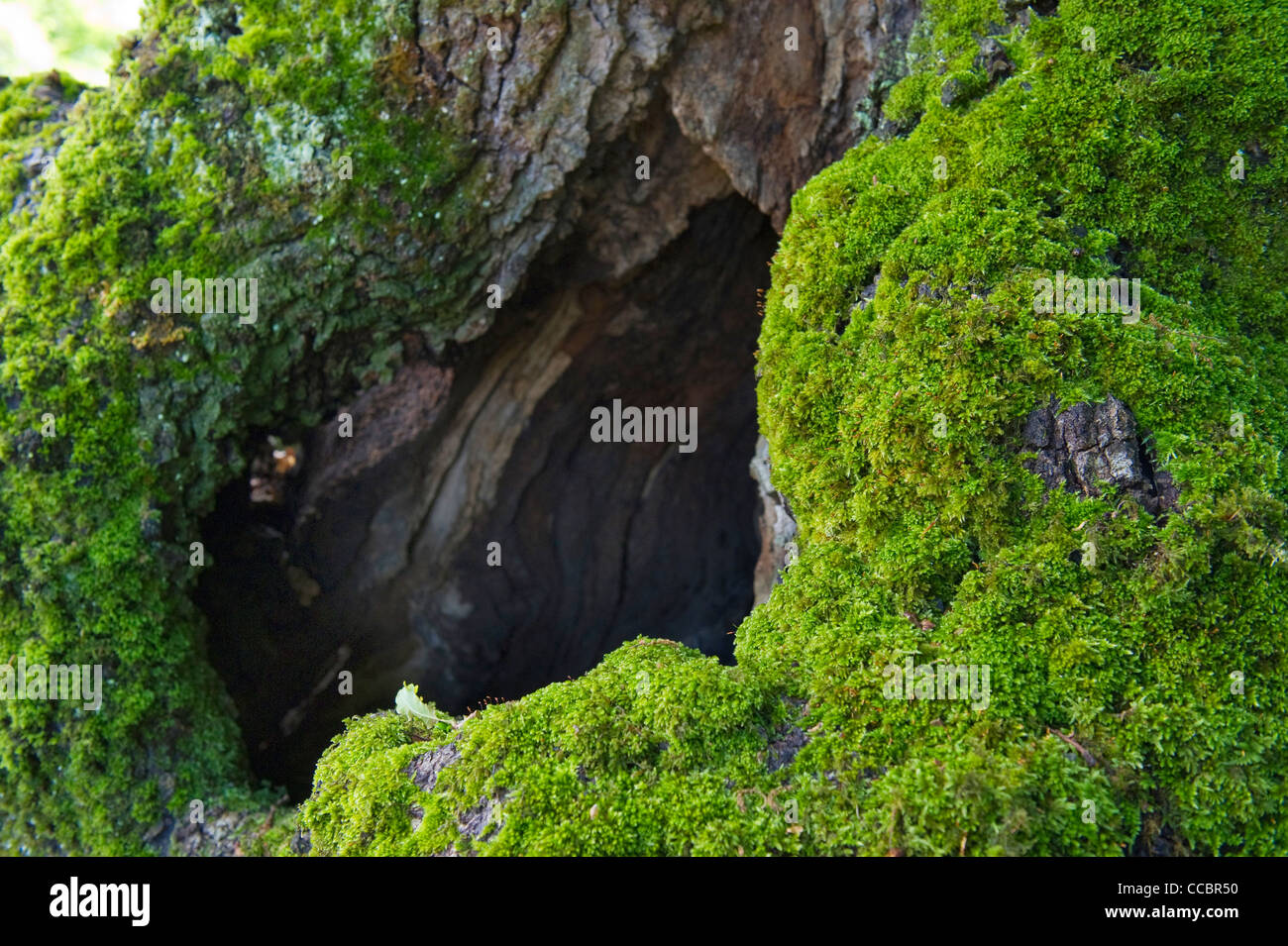 trunks with moss, cres island, croatia Stock Photo
