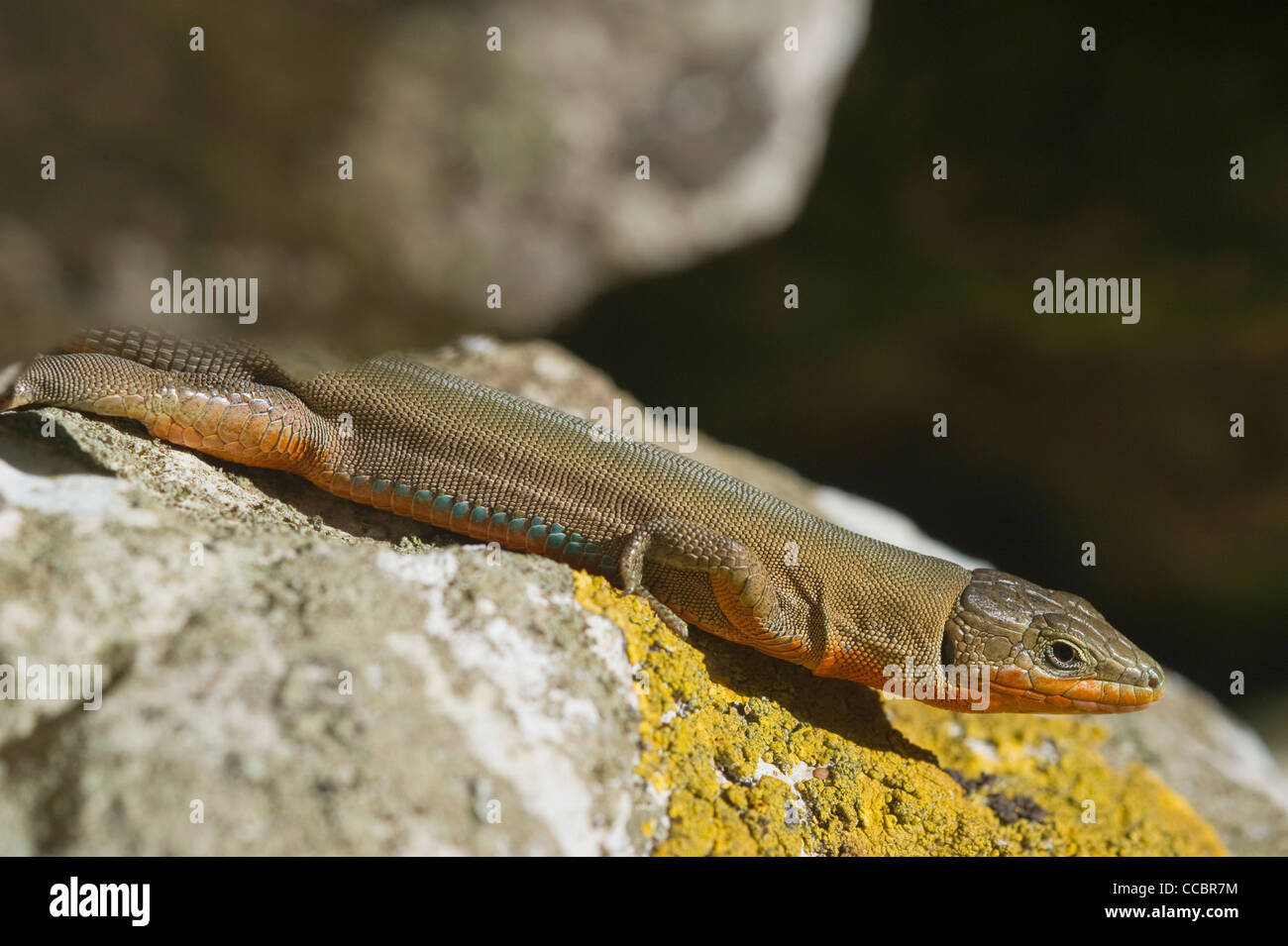 lizard, cres island, croatia Stock Photo