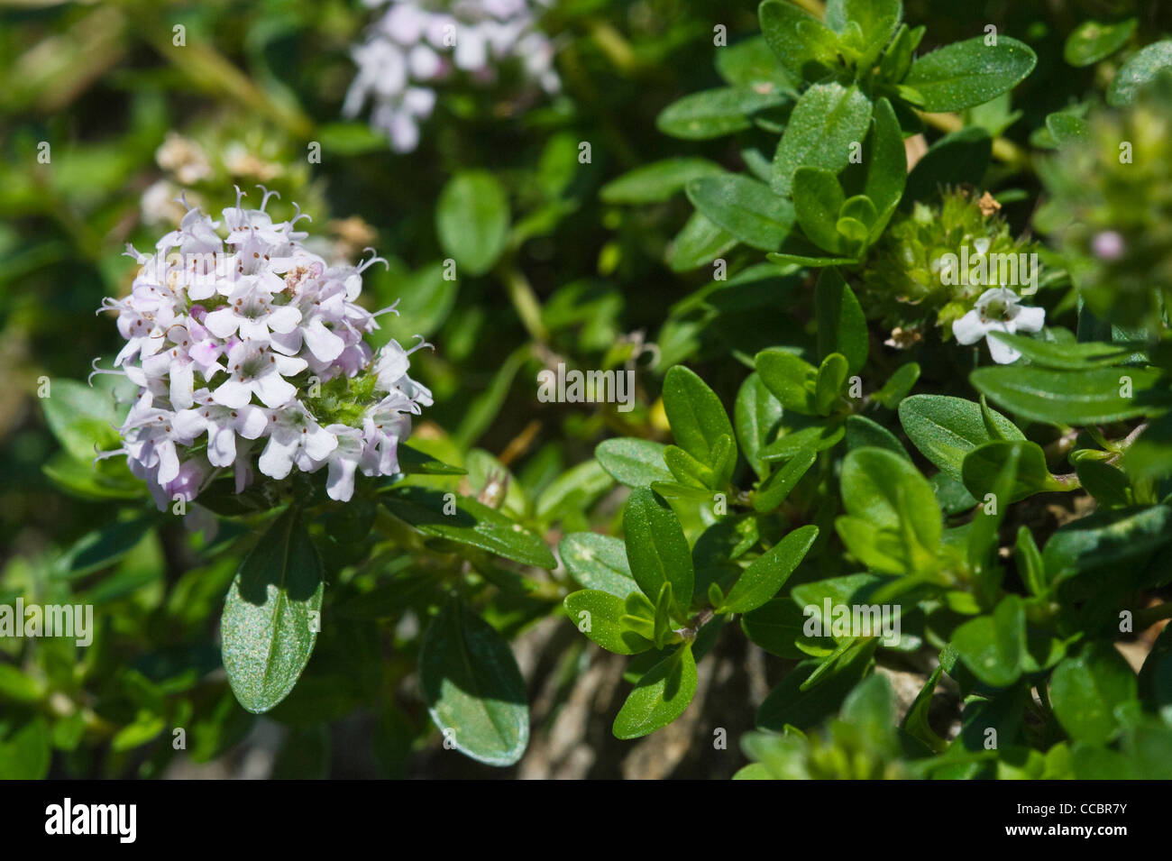 thymus pulegioides flowers, olera, italy Stock Photo
