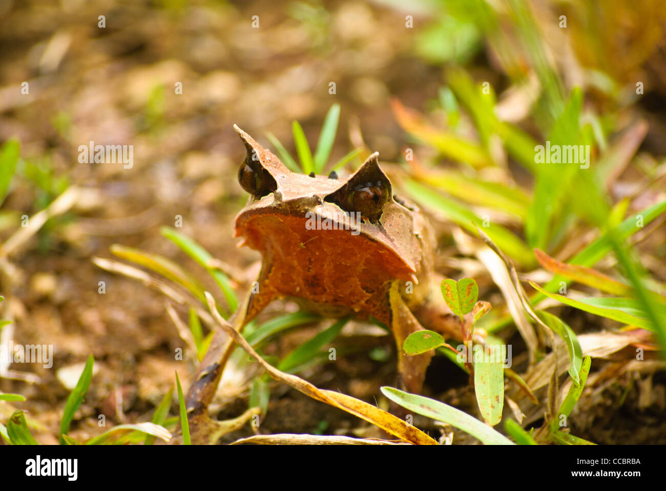 Long-nosed Horned Frog found only in the southern part of Thailand Stock Photo