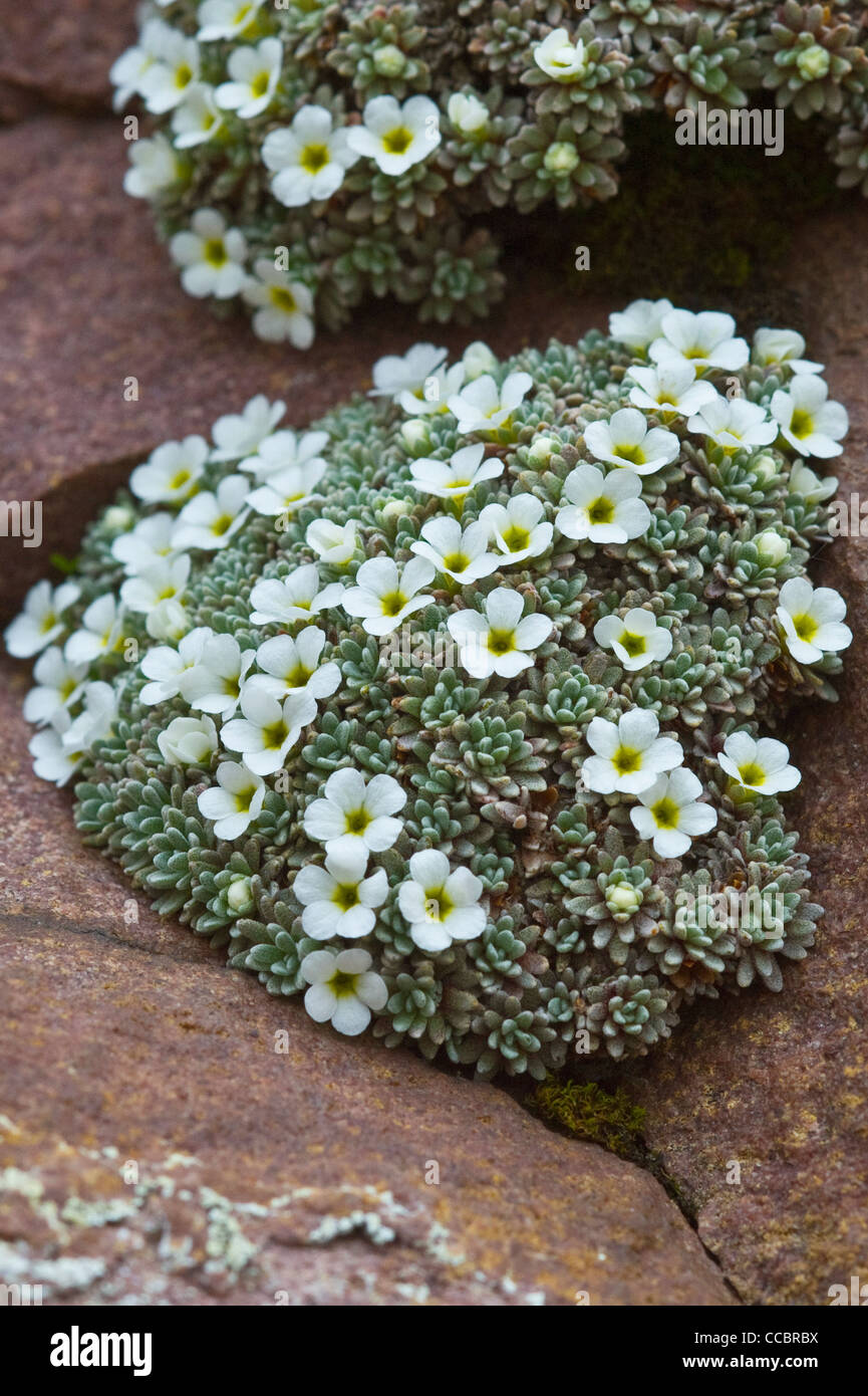 androsace vandellii flowers, roncobello, italy Stock Photo