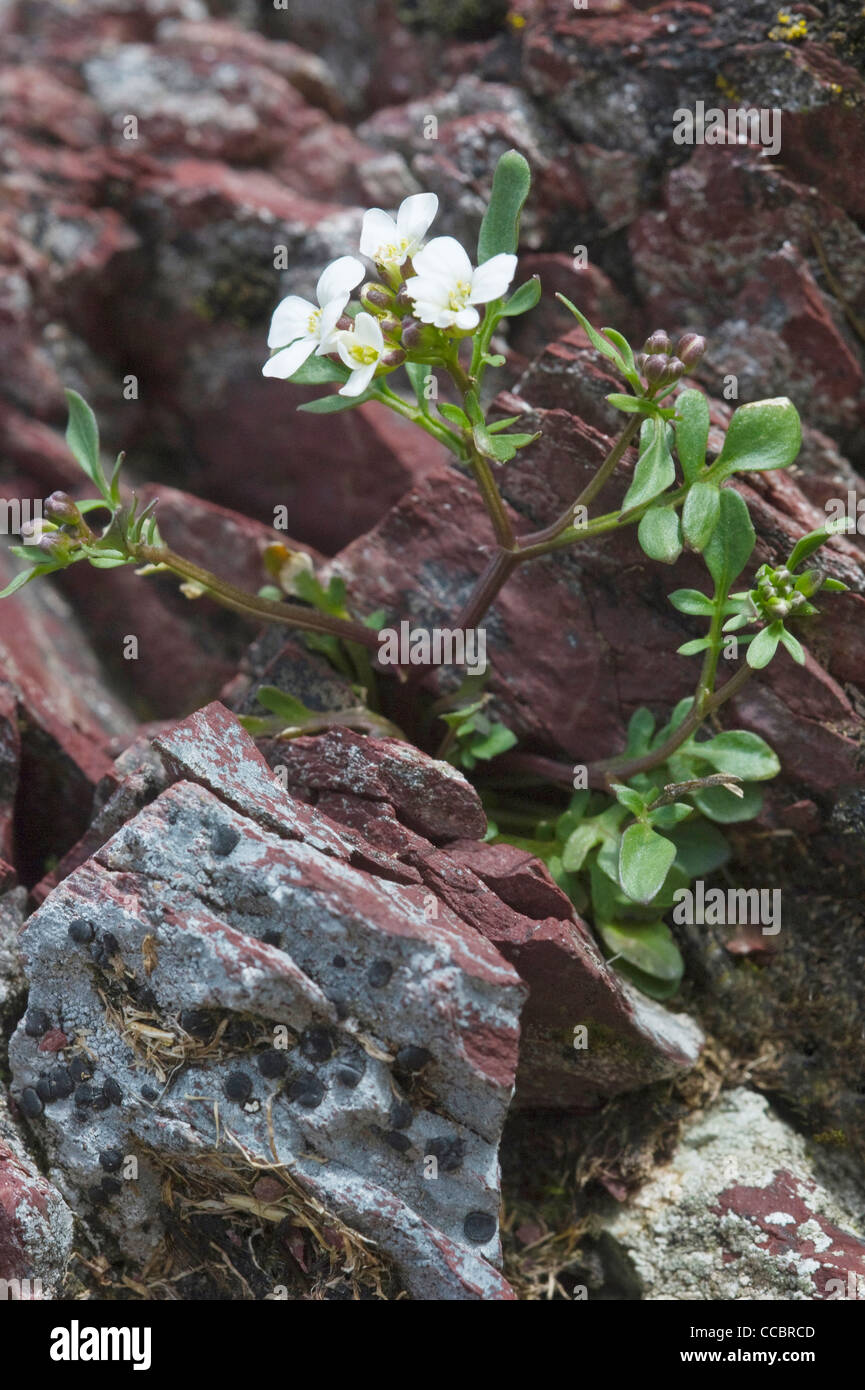 cardamine resedifolia flowers, roncobello, italy Stock Photo