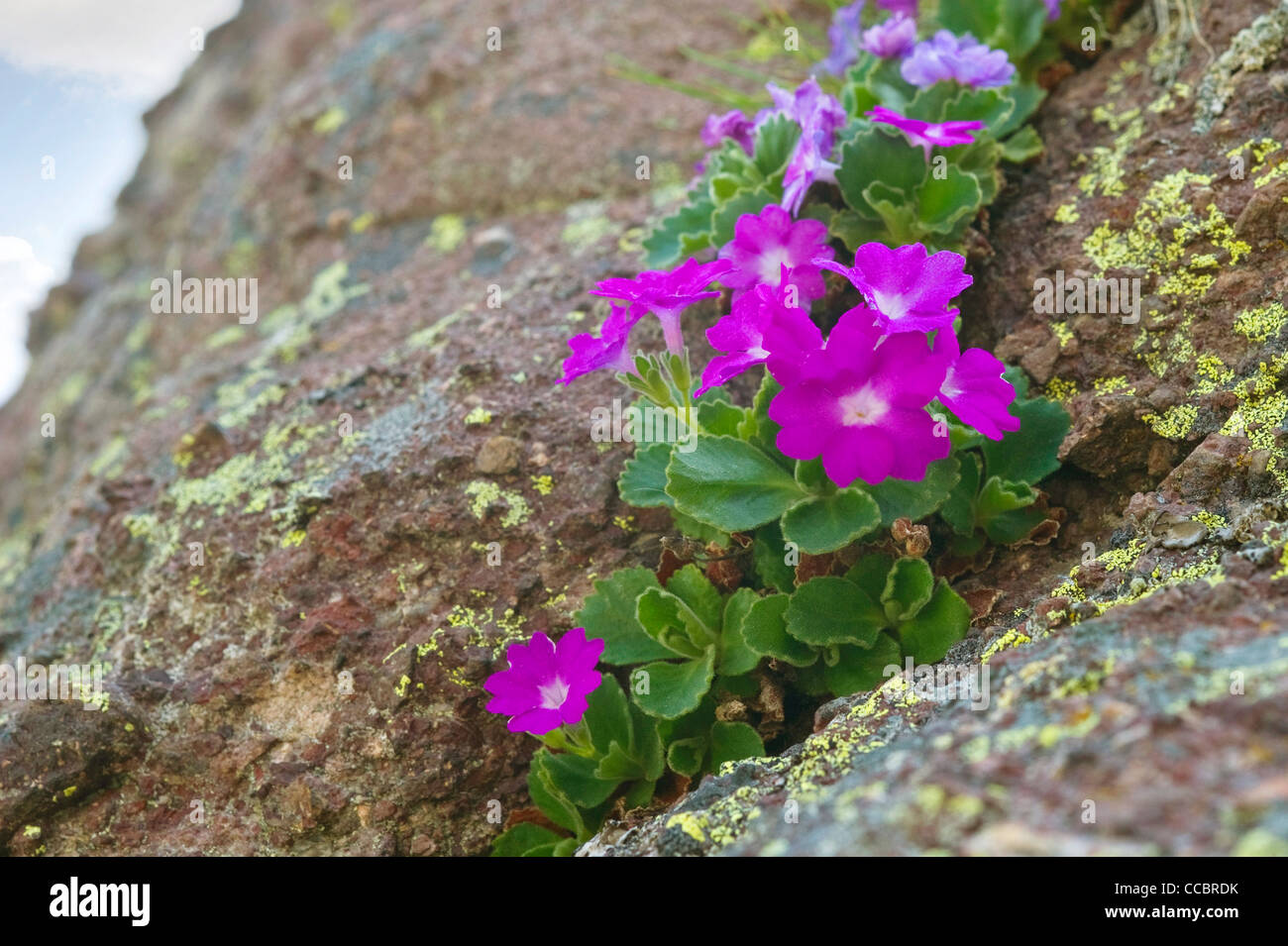 primula hirsuta flowers, roncobello, italy Stock Photo