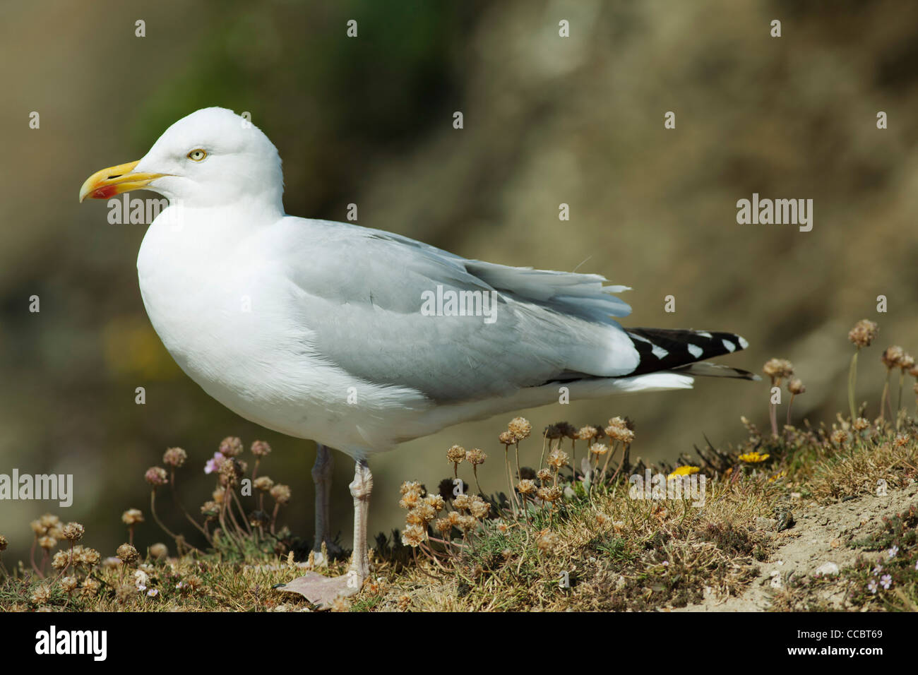 Seagull Stock Photo