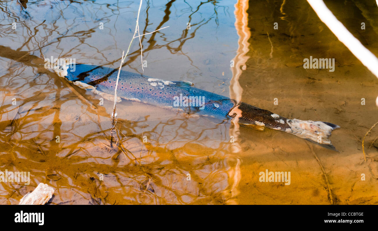 An atlantic salmon suffering from the fungus disease, Saprolegnia Stock Photo