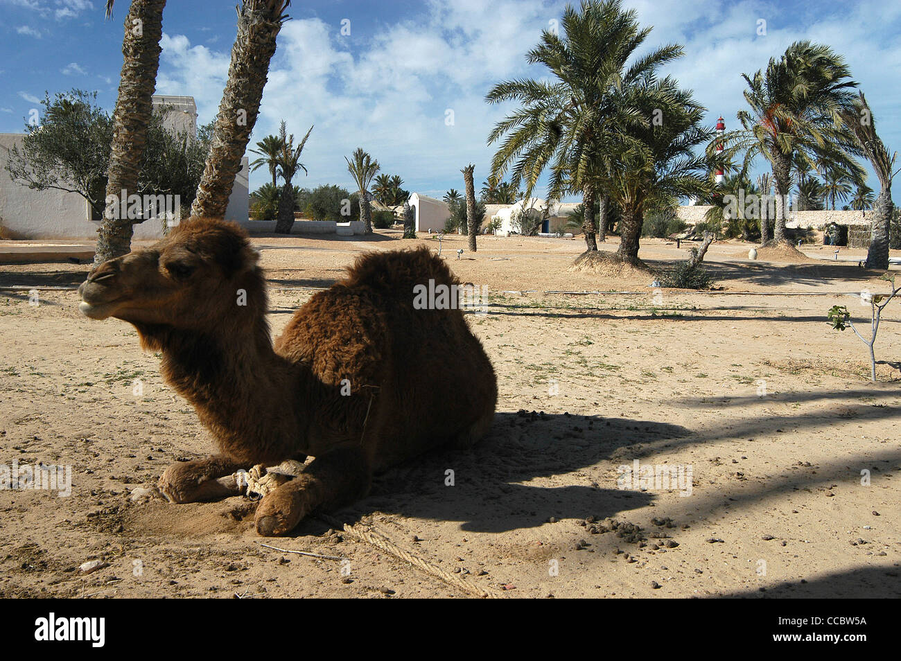 Djerba, Tunisia, North Africa Stock Photo