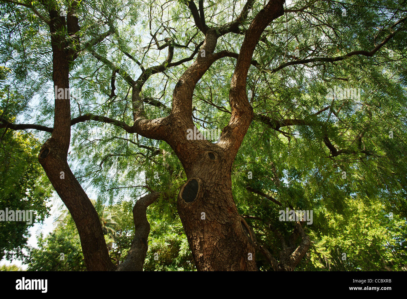 Tree Canopy From Below High Resolution Stock Photography and Images Alamy