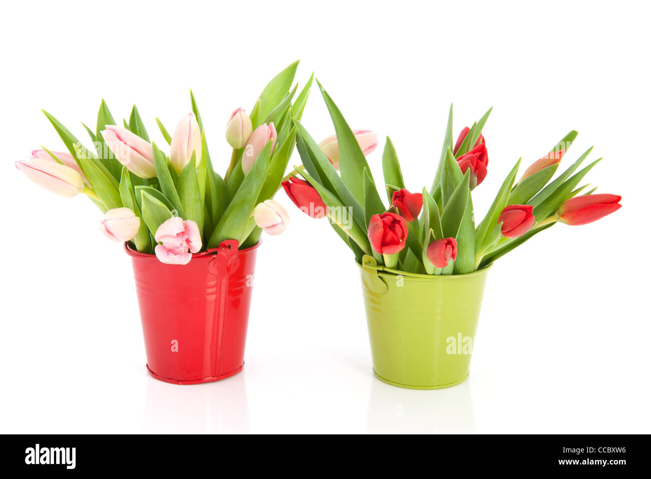 red and green buckets with bouquet tulips CCBXW6