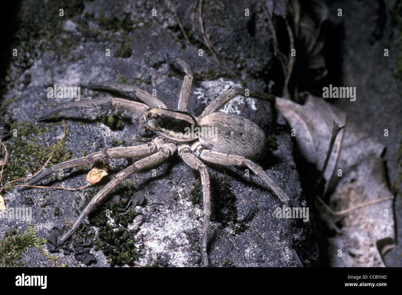 Koch's wolf spider (Schizocosa kochi: Lycosidae) in woodland, Utah, USA