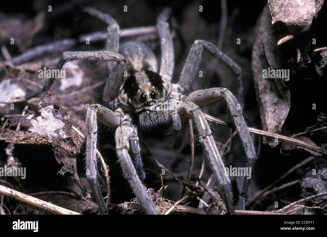 Koch's wolf spider (Schizocosa kochi Lycosidae) in woodland, Utah, USA