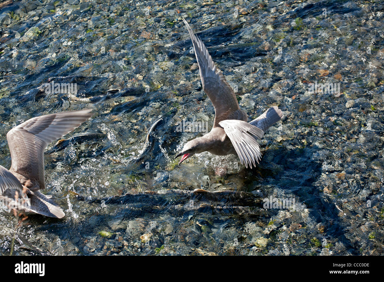 Fish eggs river hires stock photography and images Alamy