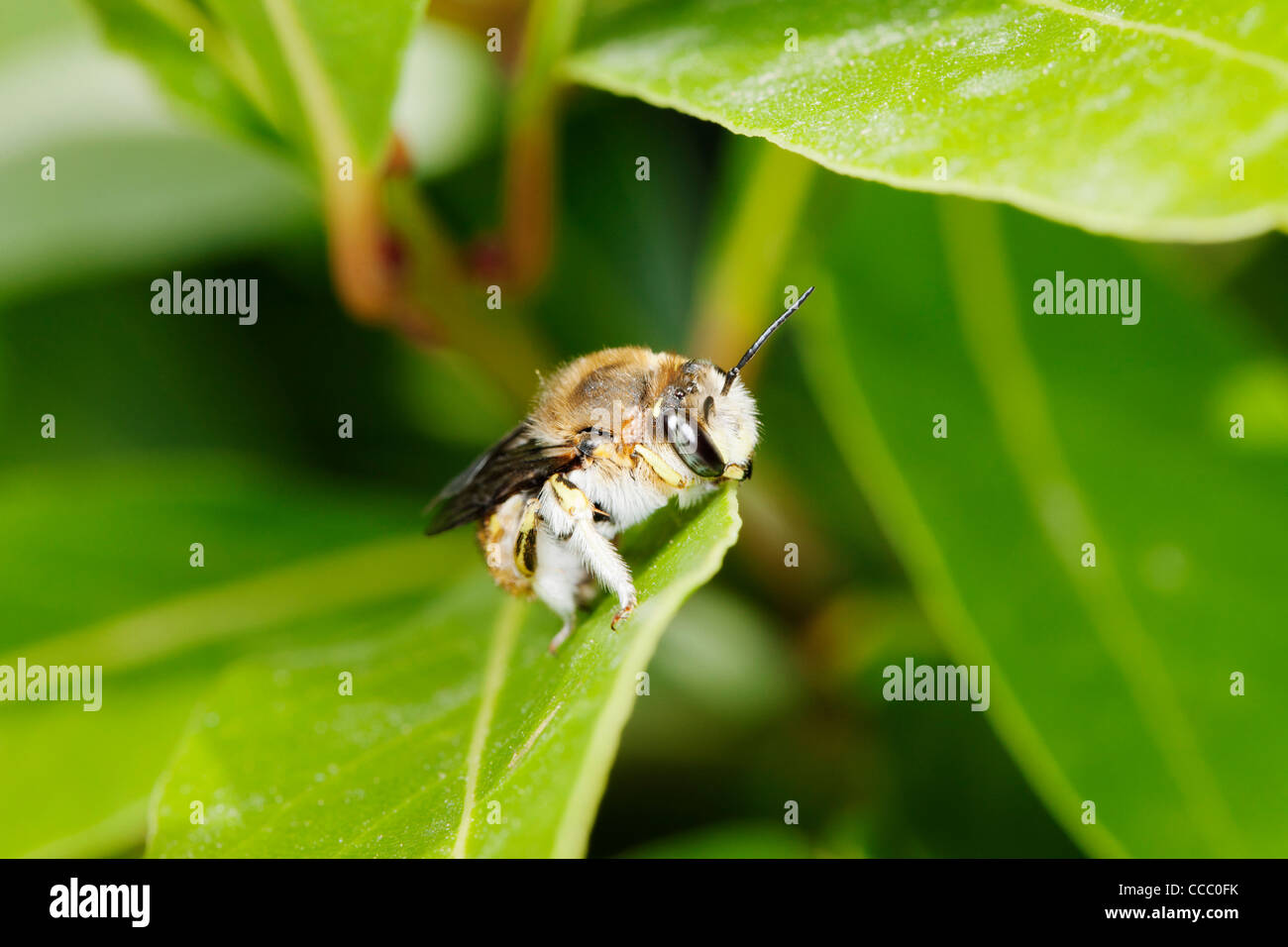 Leaf cutter bee Stock Photo