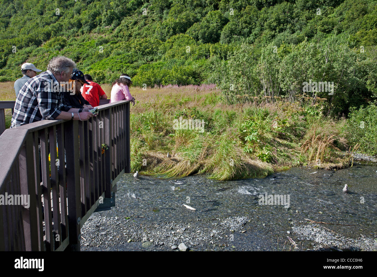 Tourists watching salmons spawning from a viewing platform. Crooked Creek. Valdez. Alaska Stock Photo