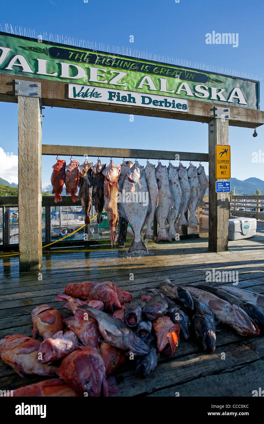 Fish derby hi-res stock photography and images - Alamy