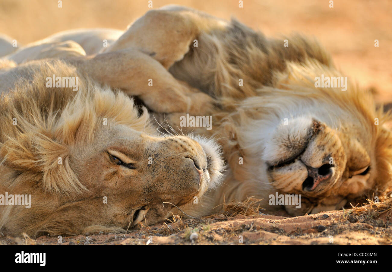 Two male African lions (Panthera leo) sleeping in the Kalahari desert, Kgalagadi Transfrontier Park, South Africa Stock Photo