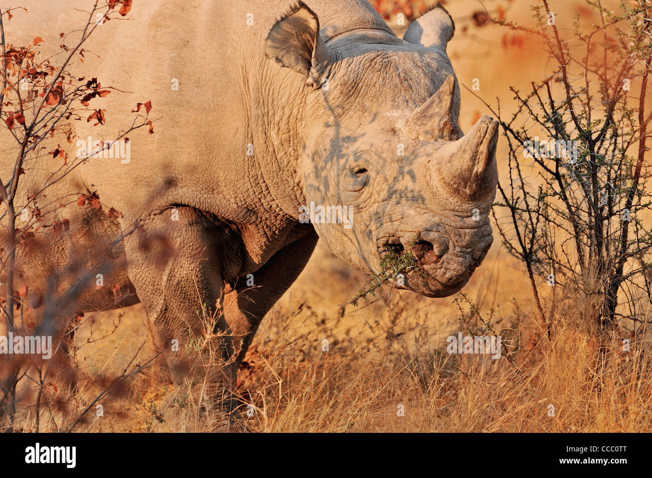 Black Rhinoceros / Hook-lipped Rhinoceros (Diceros bicornis) chewing branch of thorn-bush, Etosha National Park, Namibia Stock Photo