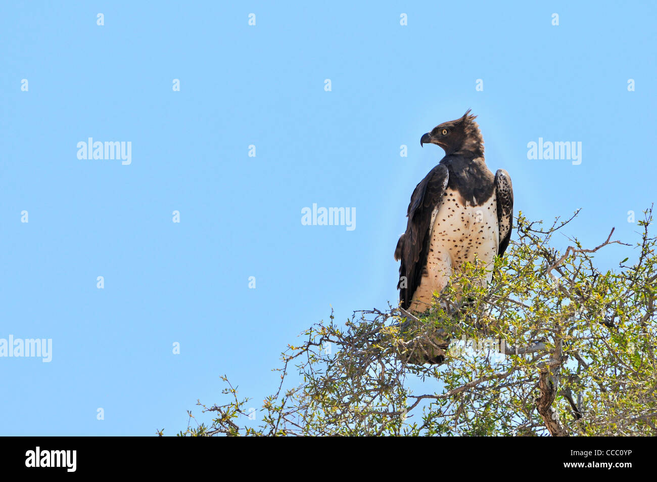 Martial Eagle (Polemaetus bellicosus) perched in tree top, South Africa Stock Photo