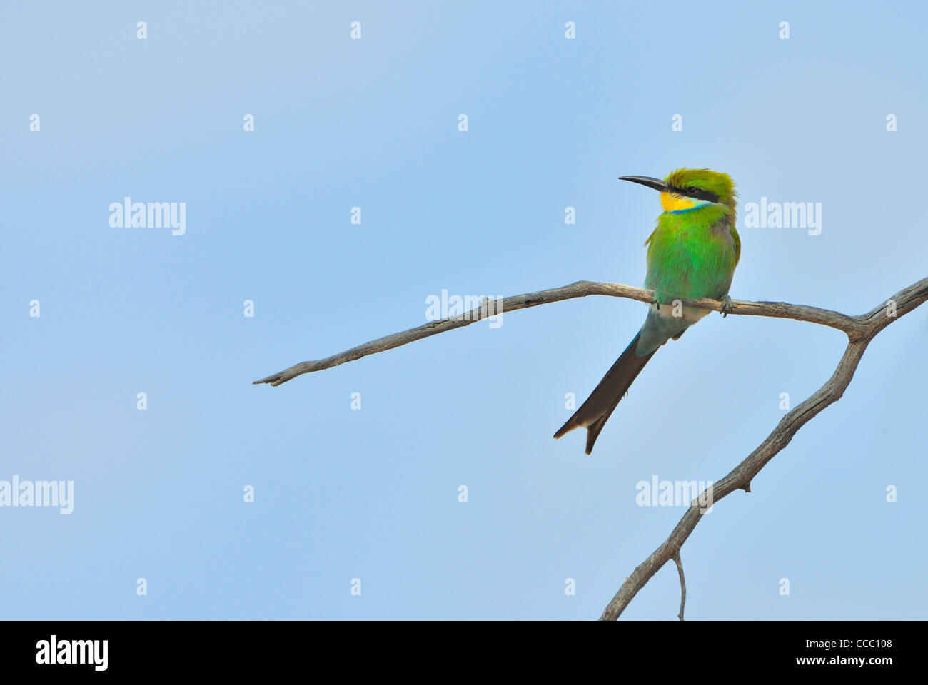Swallow-tailed Bee-eater (Merops hirundineus) perched in dead tree, South Africa Stock Photo