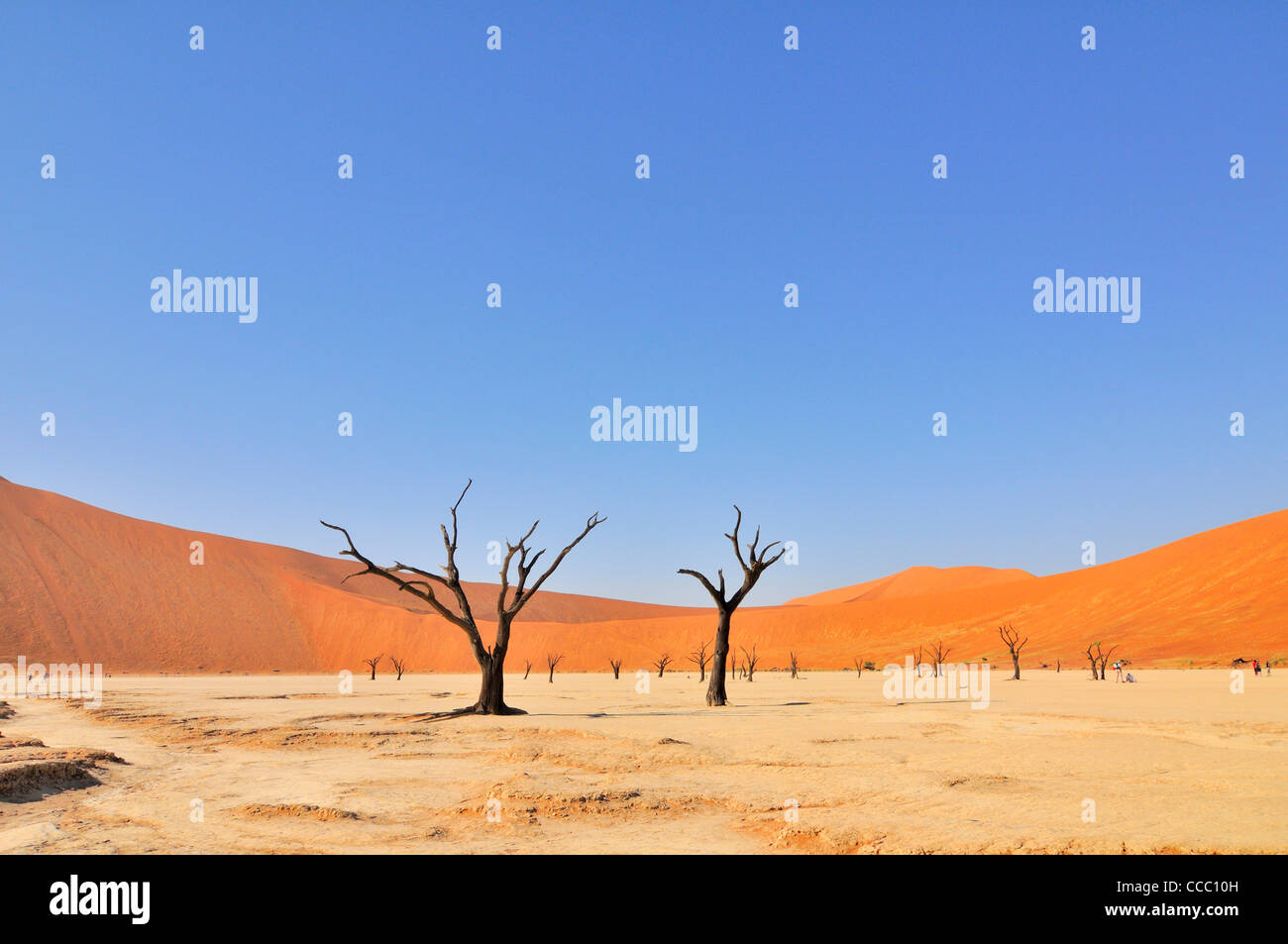 Dead Acacia erioloba trees in Deadvlei / Dead Vlei, a white clay pan in the Namib-Naukluft National Park, Namibia Stock Photo