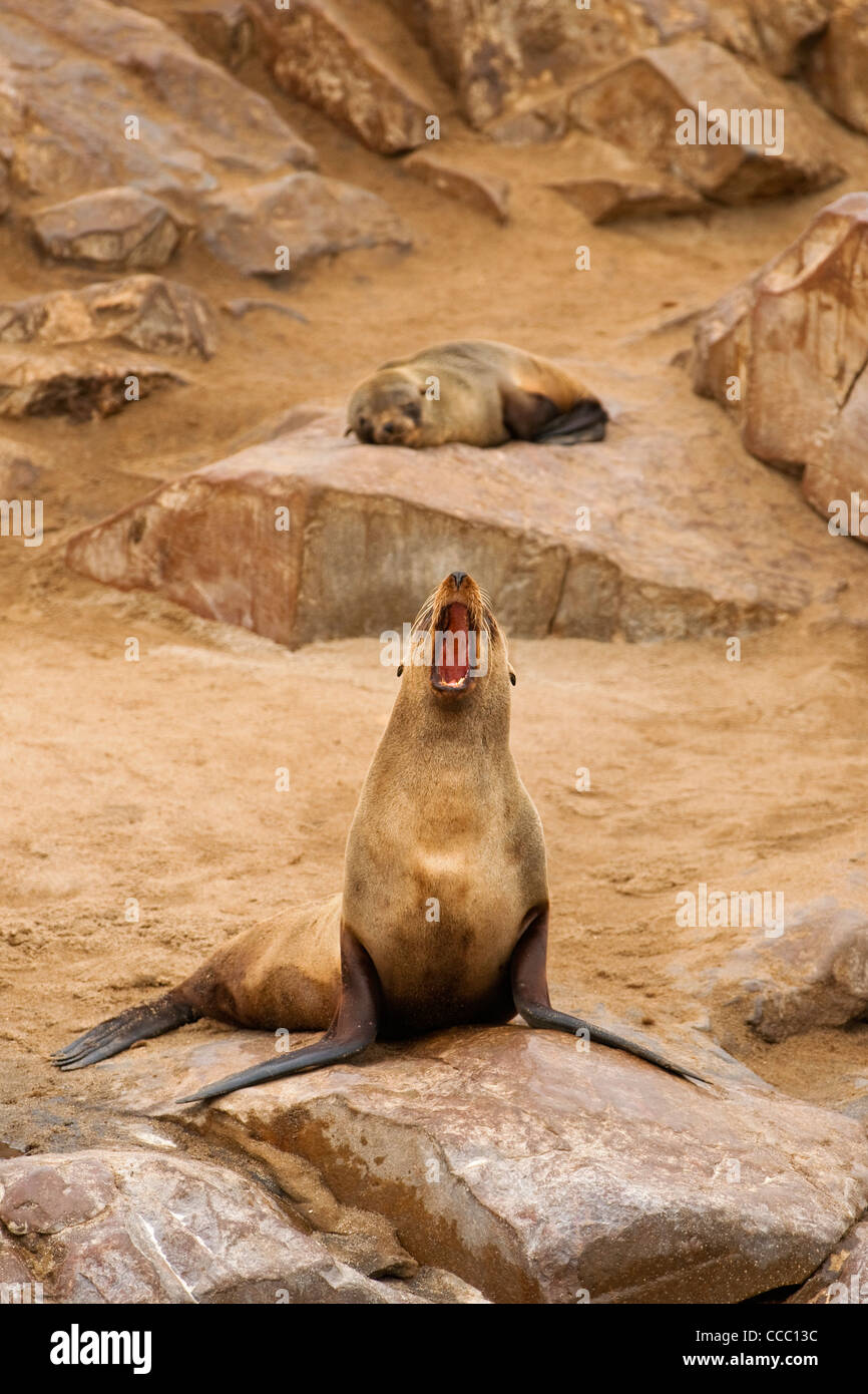 Cape Fur seal / brown fur seal (Arctocephalus pusillus) calling from rock at colony, Namibia Stock Photo