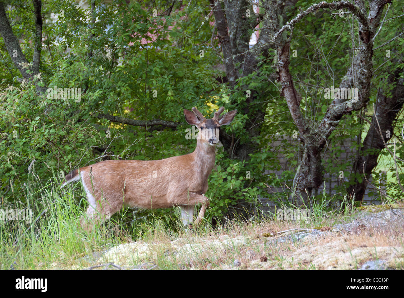 Black Tail Deer Stock Photo