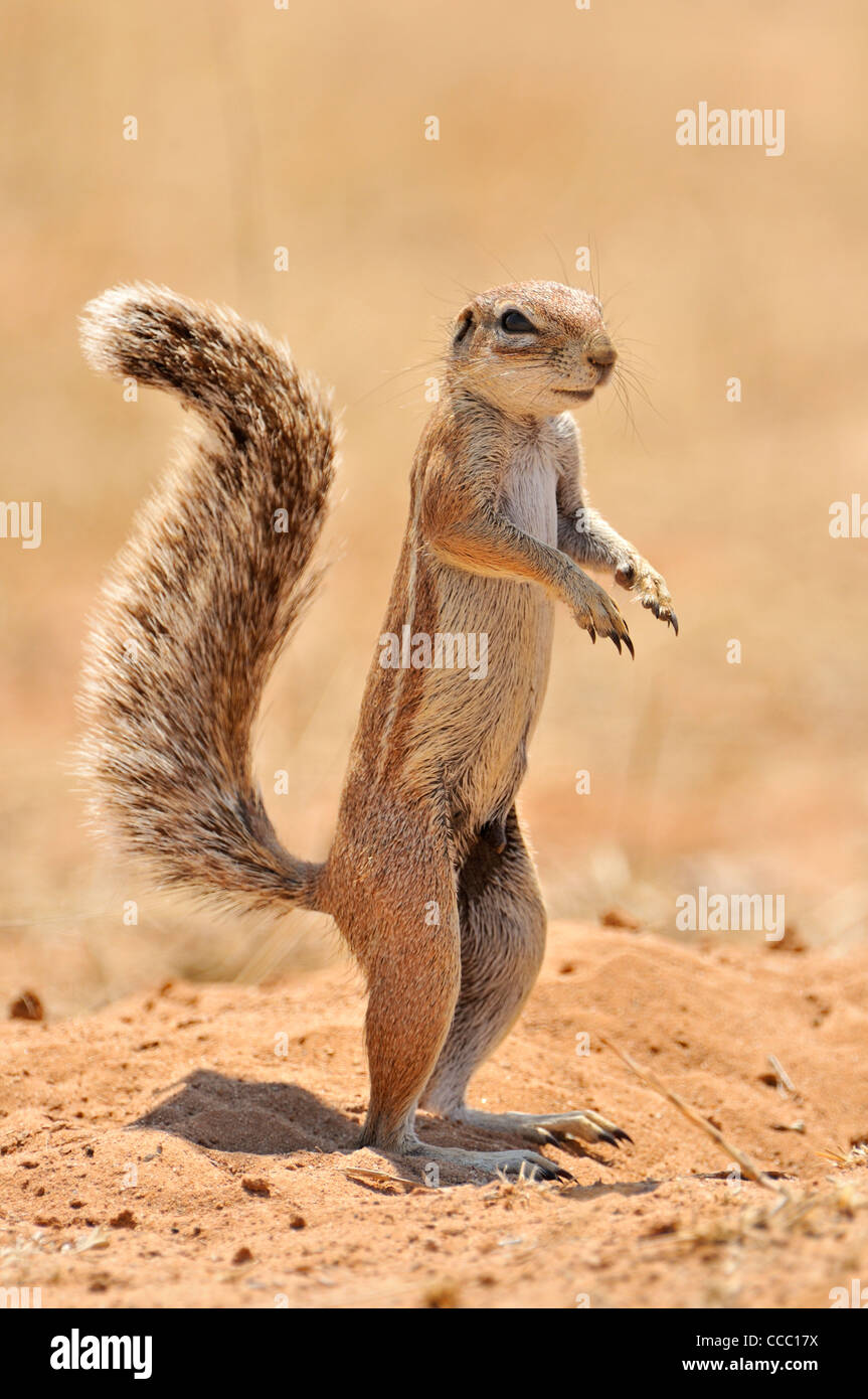 Cape Ground Squirrel (Xerus Inauris) standing upright, Etosha National Park, Namibia Stock Photo