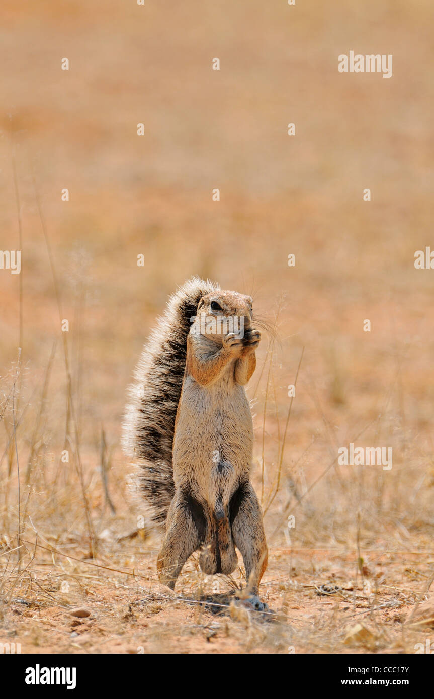 Male Cape Ground Squirrel (Xerus Inauris) eating, Etosha National Park, Namibia Stock Photo