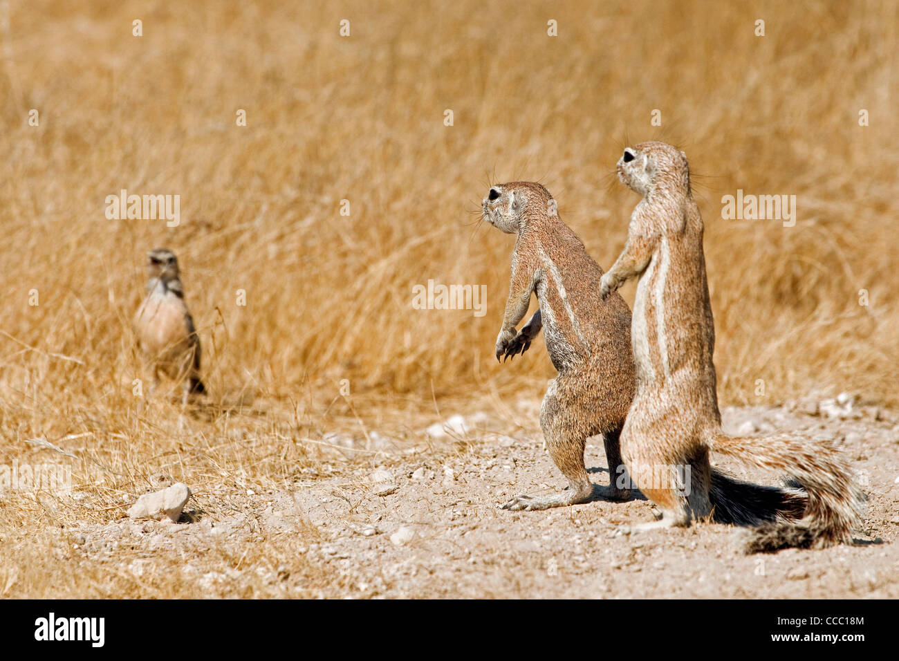Curious Cape Ground Squirrels (Xerus Inauris) looking at bird, Etosha National Park, Namibia Stock Photo